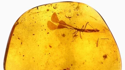 Ciencia: encontraron un insecto con antenas preservado de ámbar de 99 millones de años Ciencia: encontraron un insecto con antenas preservado de ámbar de 99 millones de años