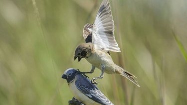 Un pájaro de los Esteros del Iberá sorprende a la ciencia mundial