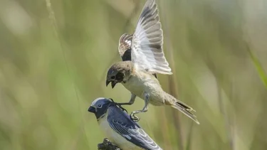 Un pájaro de los Esteros del Iberá sorprende a la ciencia mundial