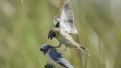 Animales cambio climático Animales cambio climático