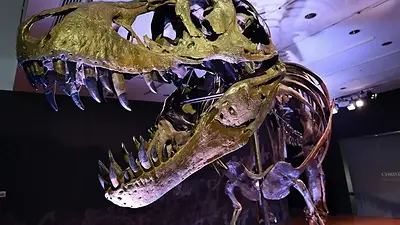 descubren dinosaurio asesino Llukalkan aliocranianus cretaceo descubren dinosaurio asesino Llukalkan aliocranianus cretaceo