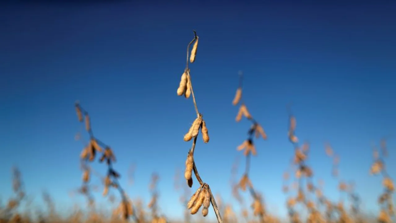 Lluvias en Argentina mejoran condiciones para soja y maíz tardío: Bolsa Cereales Buenos Aires