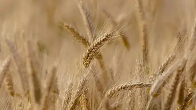 ¿Nueva sequía? El campo enfrentará otro "Efecto Niña" aunque se esperan buenas lluvias para el trigo ¿Nueva sequía? El campo enfrentará otro "Efecto Niña" aunque se esperan buenas lluvias para el trigo