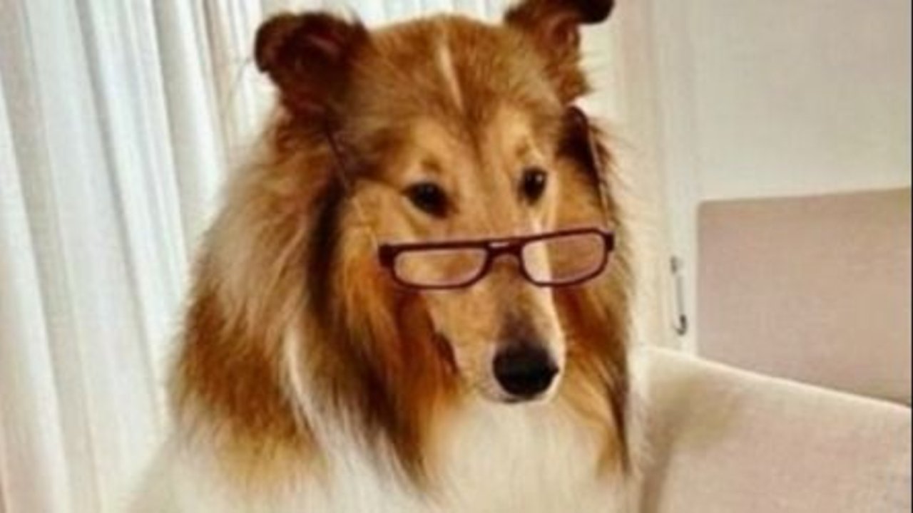 El Gobierno desmintió a Clarín a través de Dylan: "Lo escrachan"