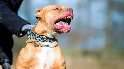 Un pitbull atacó a un niño de 3 años en Mendoza Un pitbull atacó a un niño de 3 años en Mendoza