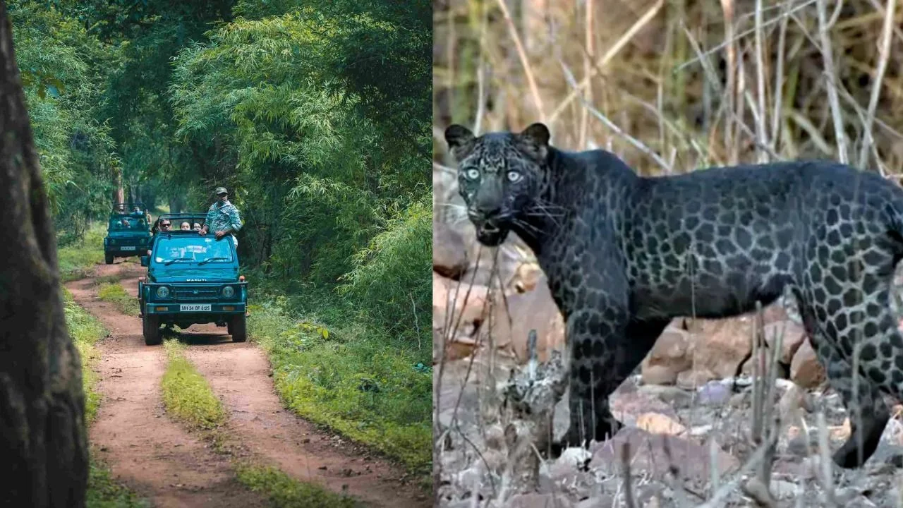 El exótico leopardo negro que fue avistado en La India.