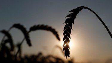 El Banco Mundial confirmó que habrá escasez de trigo