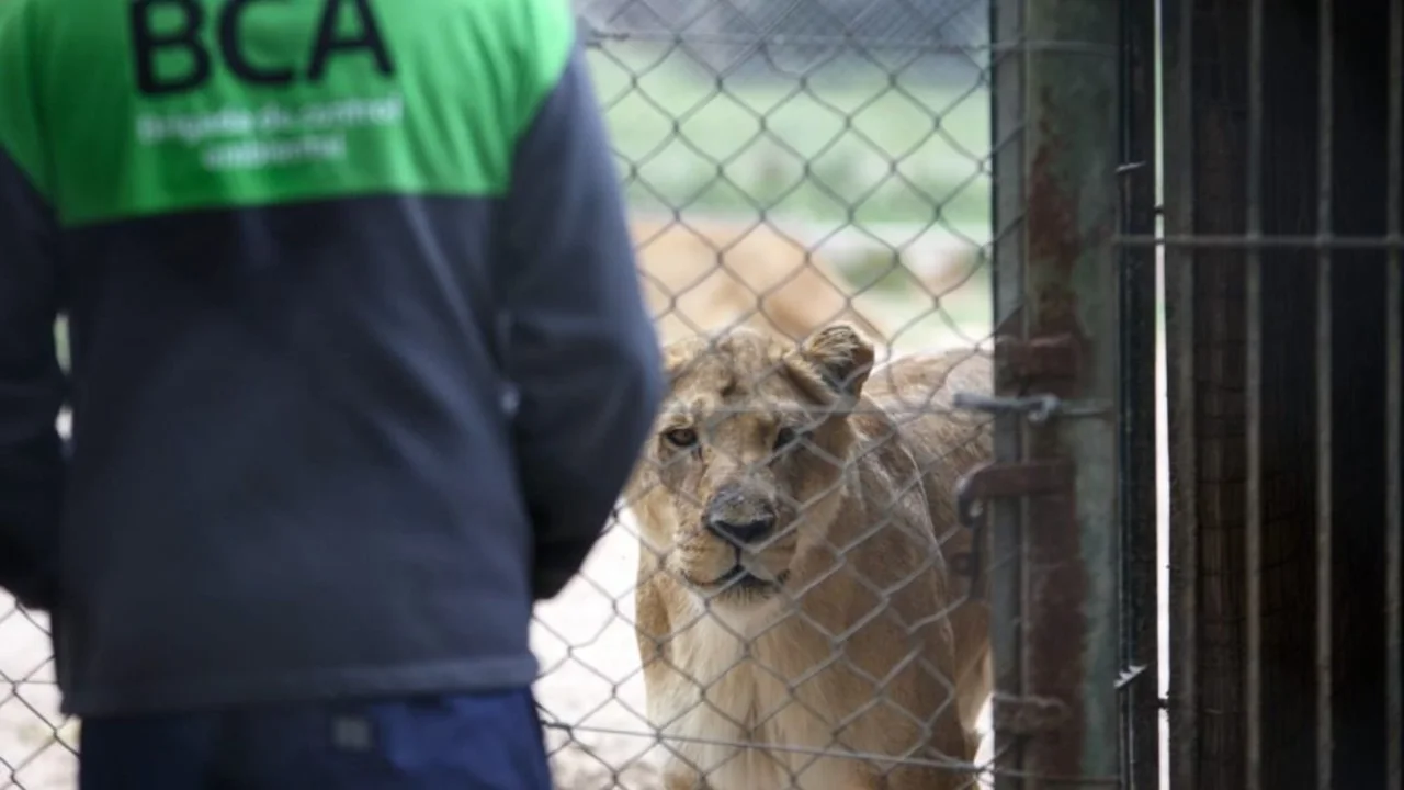 La Justicia falló a favor de Ambiente, querellante en una causa contra el Zoo de Luján