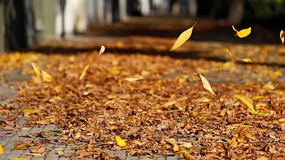 Otoño en Argentina. Otoño en Argentina.