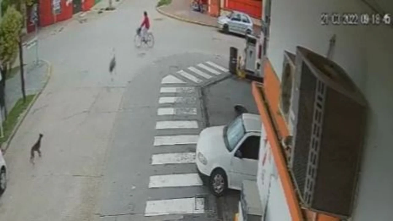 Un avestruz atropelló a una ciclista en Ranchos
