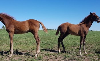 Científicos argentinos clonan caballos y le cambian el sexo | Ciencia, tecnología y desarrollo sustentable