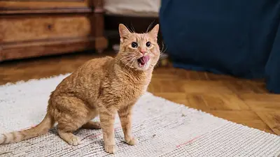 gato naranja sentado en una alfombra gato naranja sentado en una alfombra