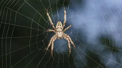 La araña más venenosa del mundo La araña más venenosa del mundo