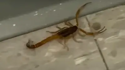 Alacranes- Lengüitas Alacranes- Lengüitas