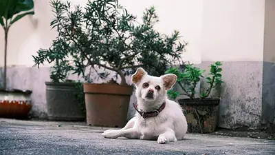 Un perro blanco en un patio Un perro blanco en un patio