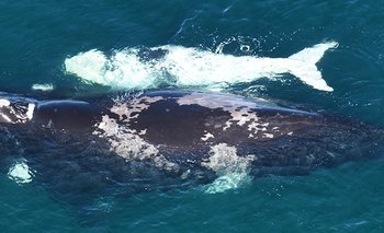 Rearman el árbol genealógico de cinco generaciones de ballenas | Animales