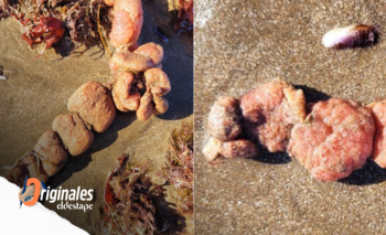 Papas de mar: qué son y cuáles son los riesgos para perros y niños | Costa atlántica