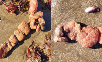 Papas de mar: qué son y cuáles son los riesgos para perros y niños | Costa atlántica