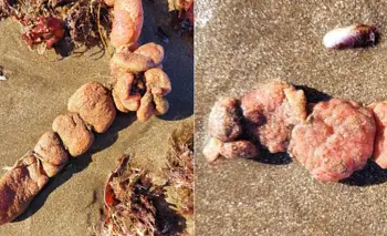 Papas de mar: qué son y cuáles son los riesgos para perros y niños | Costa atlántica
