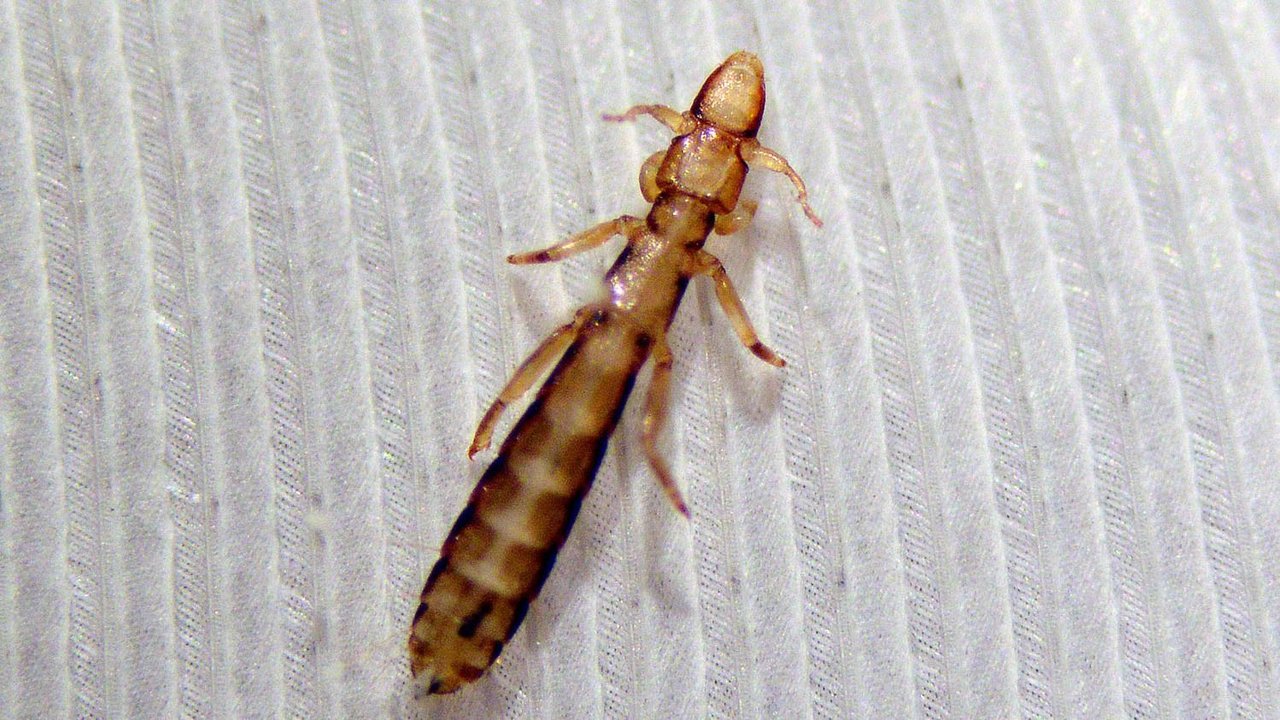 Piojo de paloma