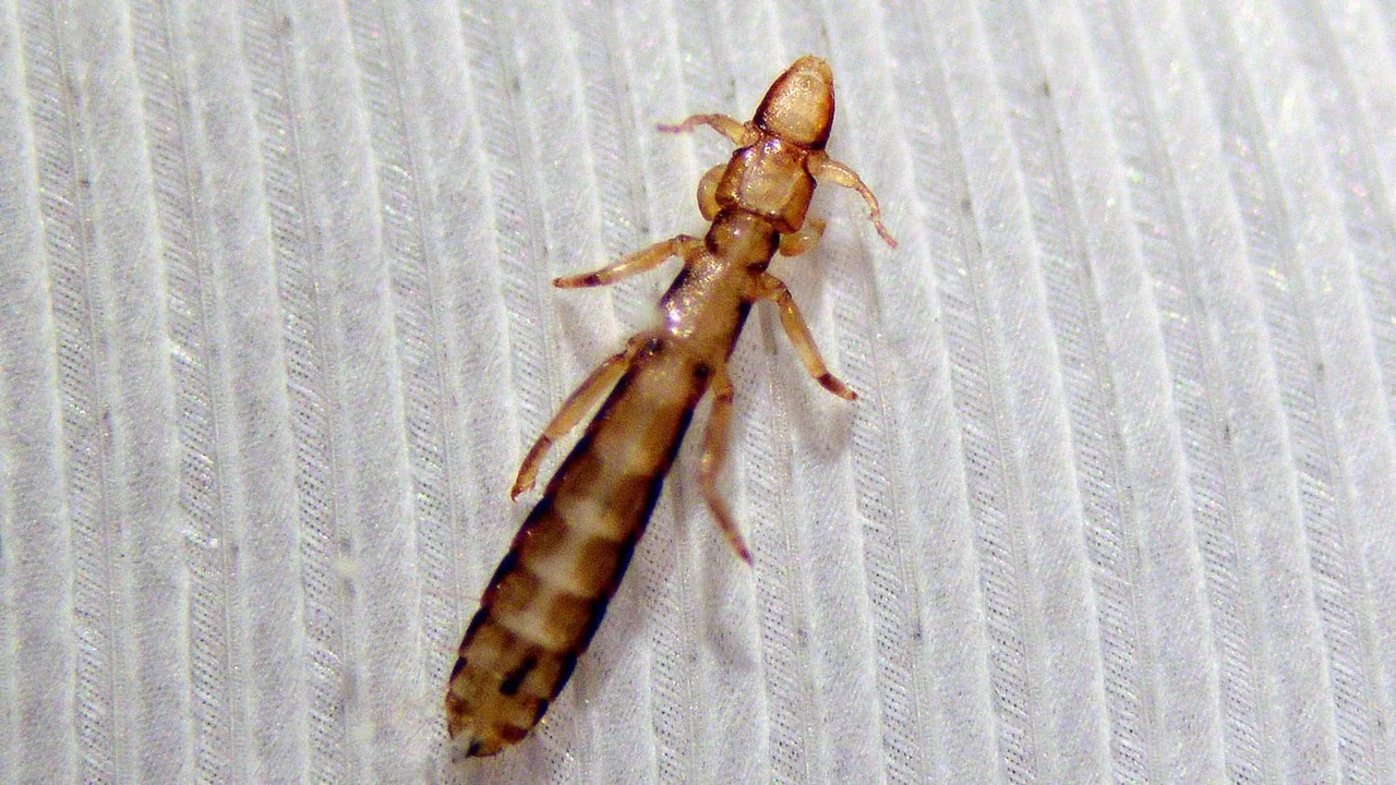 Piojo de paloma