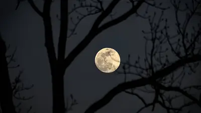 Luna Luna