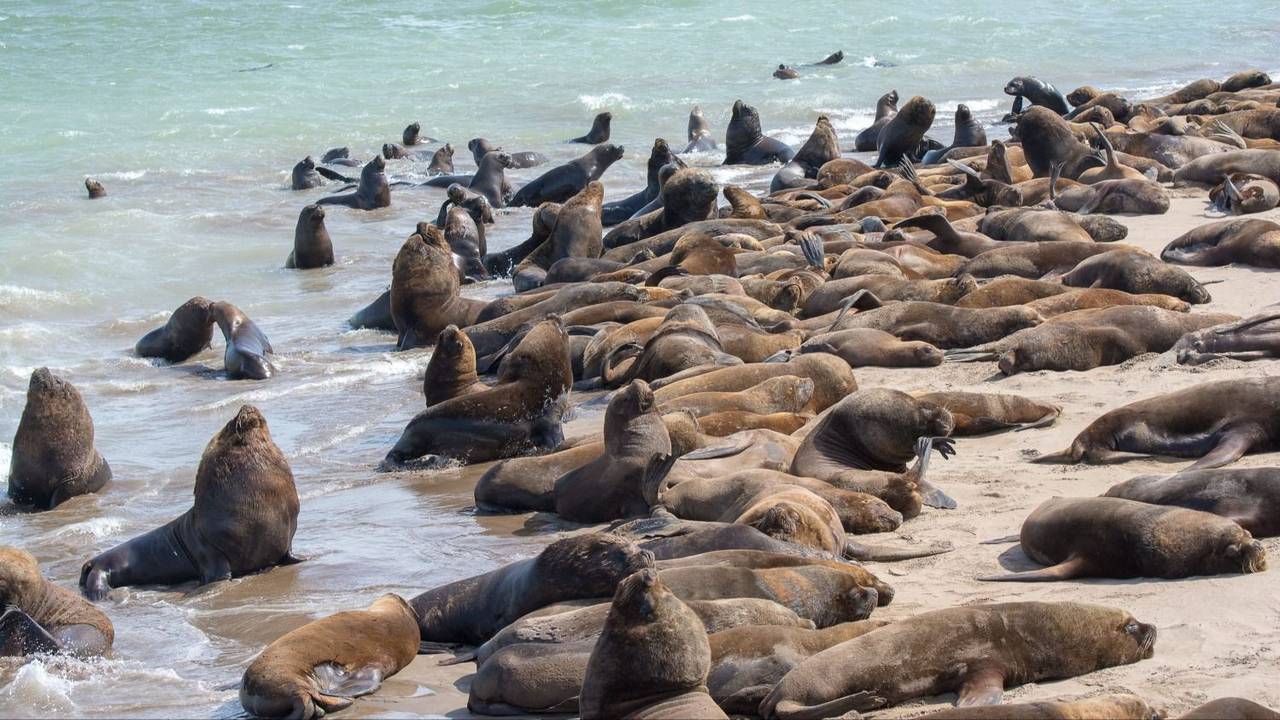 Gripe aviar y lobos marinos: ¿están en riesgo ante el rebrote?