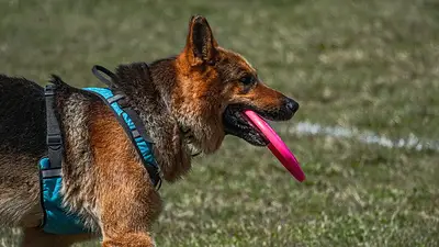 Un perro con un frisbee en la boca Un perro con un frisbee en la boca