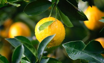 Beneficios del limón: cuáles son sus propiedades | Limon