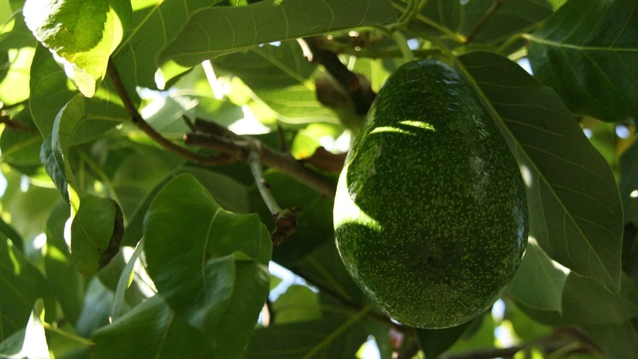 Árbol de palta