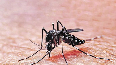 Dengue: crecen los casos y disponen operativo especial en el Muñiz