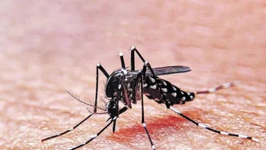 Dengue: crecen los casos y disponen operativo especial en el Muñiz