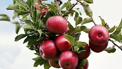 Árbol de manzana Árbol de manzana