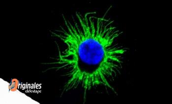 Obtienen células que podrían activar la respuesta inmune contra tumores | Cáncer