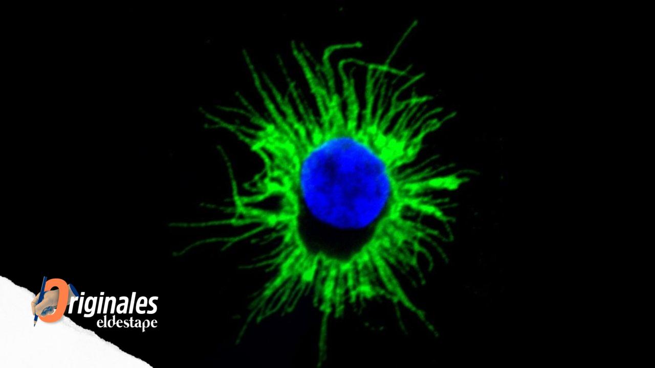 Obtienen en el laboratorio células que podrían activar la respuesta inmune contra tumores