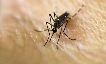 Conformarán brigadas para prevenir los casos de dengue | Dengue
