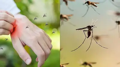 Mosquito del dengue Mosquito del dengue