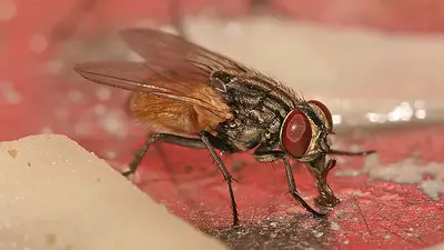 Fotografías de la conocida mosca doméstica Fotografías de la conocida mosca doméstica