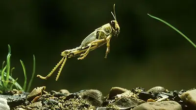 Fotografía de una langosta que pertenece a la plaga que azota la región Fotografía de una langosta que pertenece a la plaga que azota la región