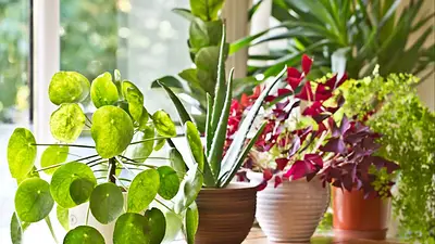 Plantas Plantas