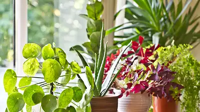 Las 8 plantas del interior que necesitan poca agua: cuáles son y cómo mantenerlas. Las 8 plantas del interior que necesitan poca agua: cuáles son y cómo mantenerlas.