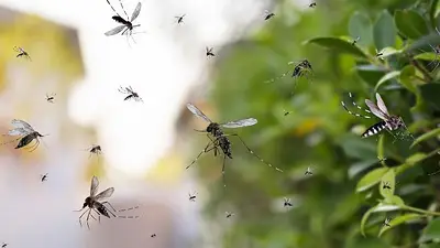 Dengue Dengue