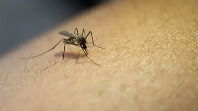 Dengue en Argentina: cómo es el proyecto que pide la gratuidad de la vacuna Dengue en Argentina: cómo es el proyecto que pide la gratuidad de la vacuna
