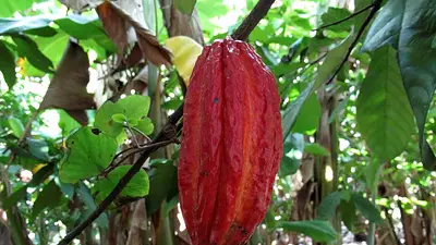 Un nuevo estudio rastrea los complejos orígenes del cacao Un nuevo estudio rastrea los complejos orígenes del cacao