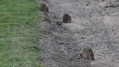 Ratas en Capital Federal Ratas en Capital Federal