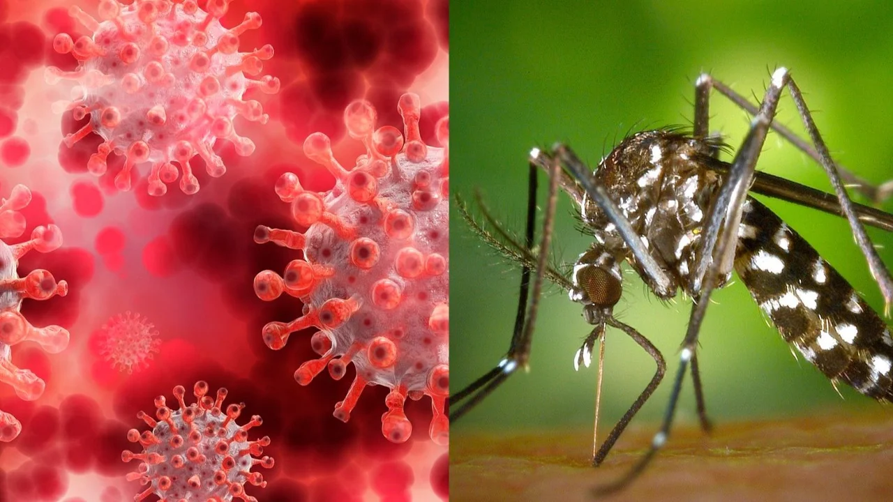 Cuáles son las diferencias entre dengue y Covid-19: cómo detectarlas y qué hacer ante los síntomas