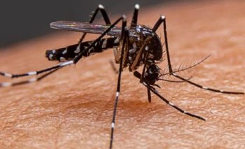 Brote histórico de dengue: especialistas explican la importancia de vacunar | Dengue