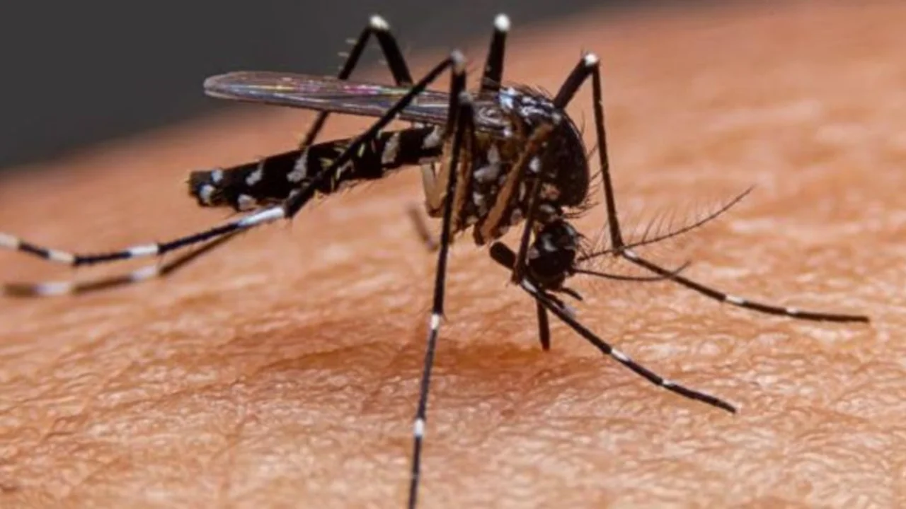 Dengue