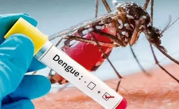 Dengue: descubren que algunos mosquitos son más resistentes a los insecticidas | Dengue