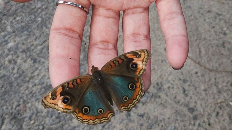 Fotografía de una mariposa que invade Buenos Aires 